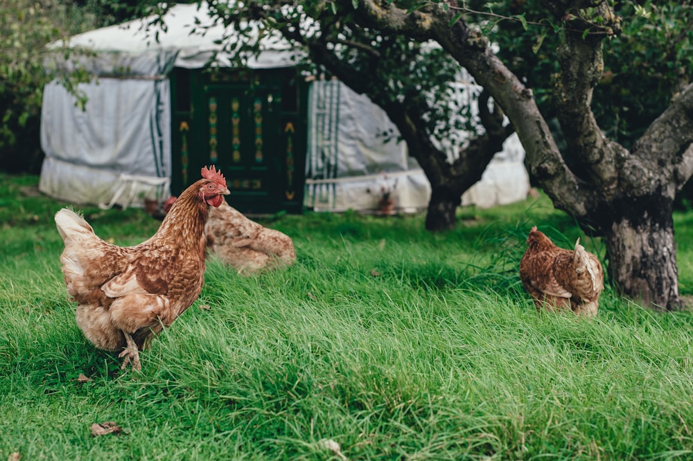 three brown hen under tree