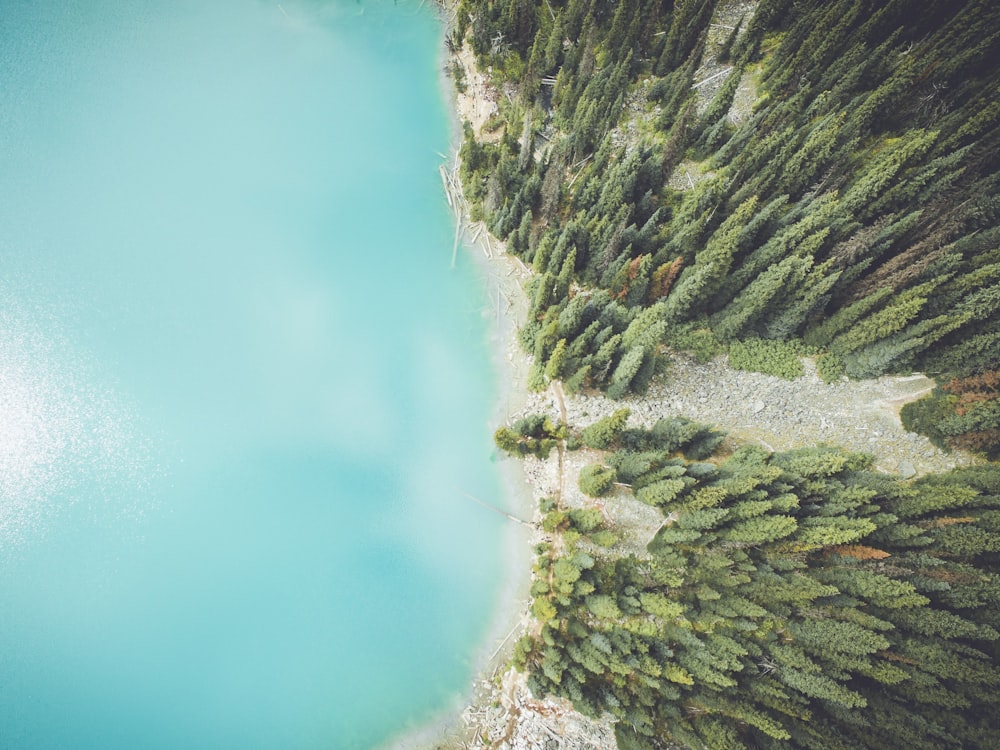 aerial photo of tall trees and ocean