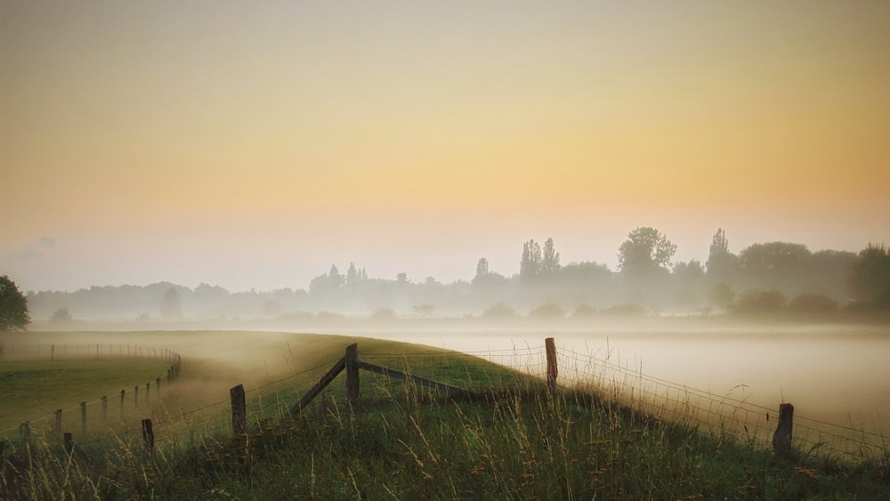 green grass field