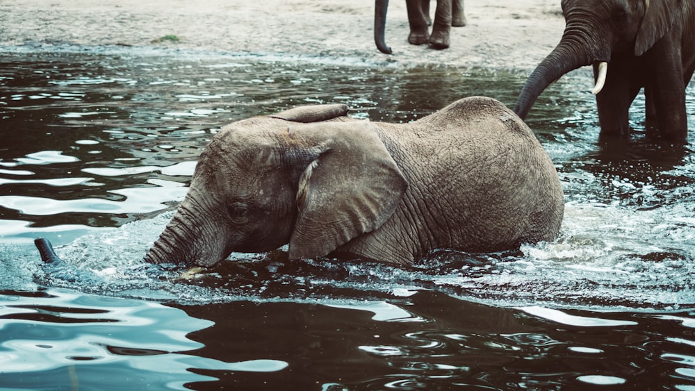 Foto eines schwarzen Elefanten, der auf einem Gewässer schwimmt