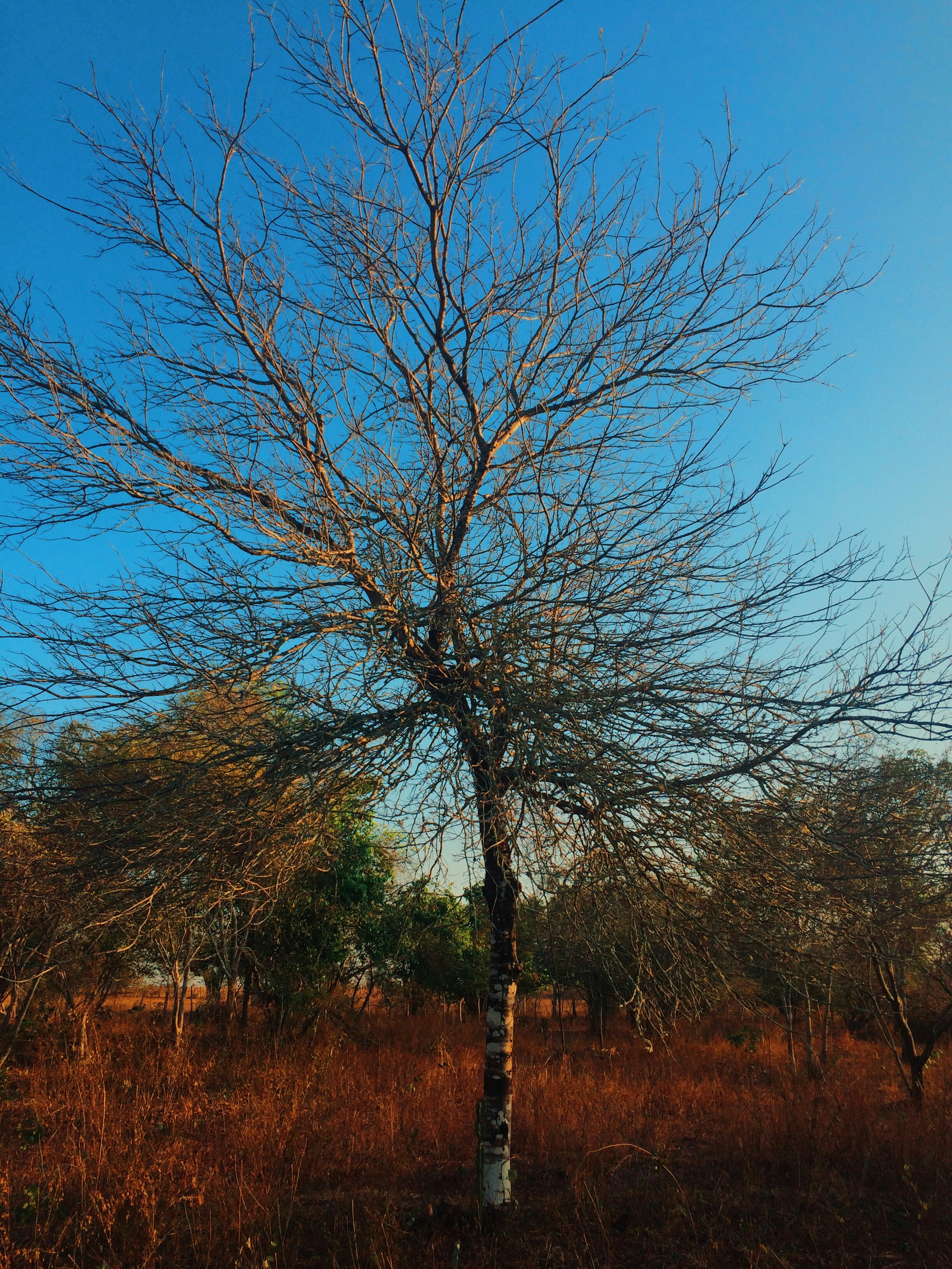 Free Unsplash photo from Louis Hequeva