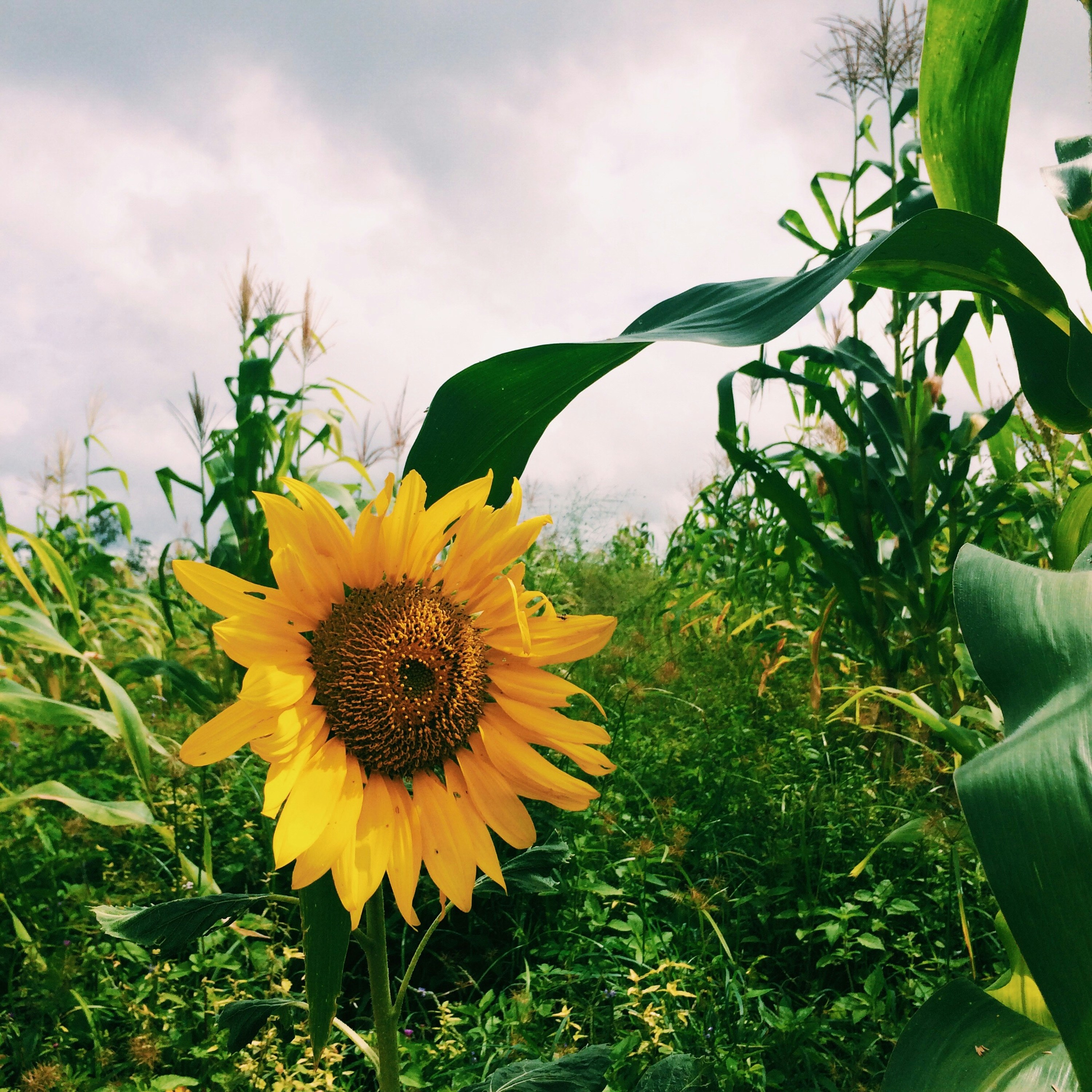 Free Unsplash photo from Louis Hequeva