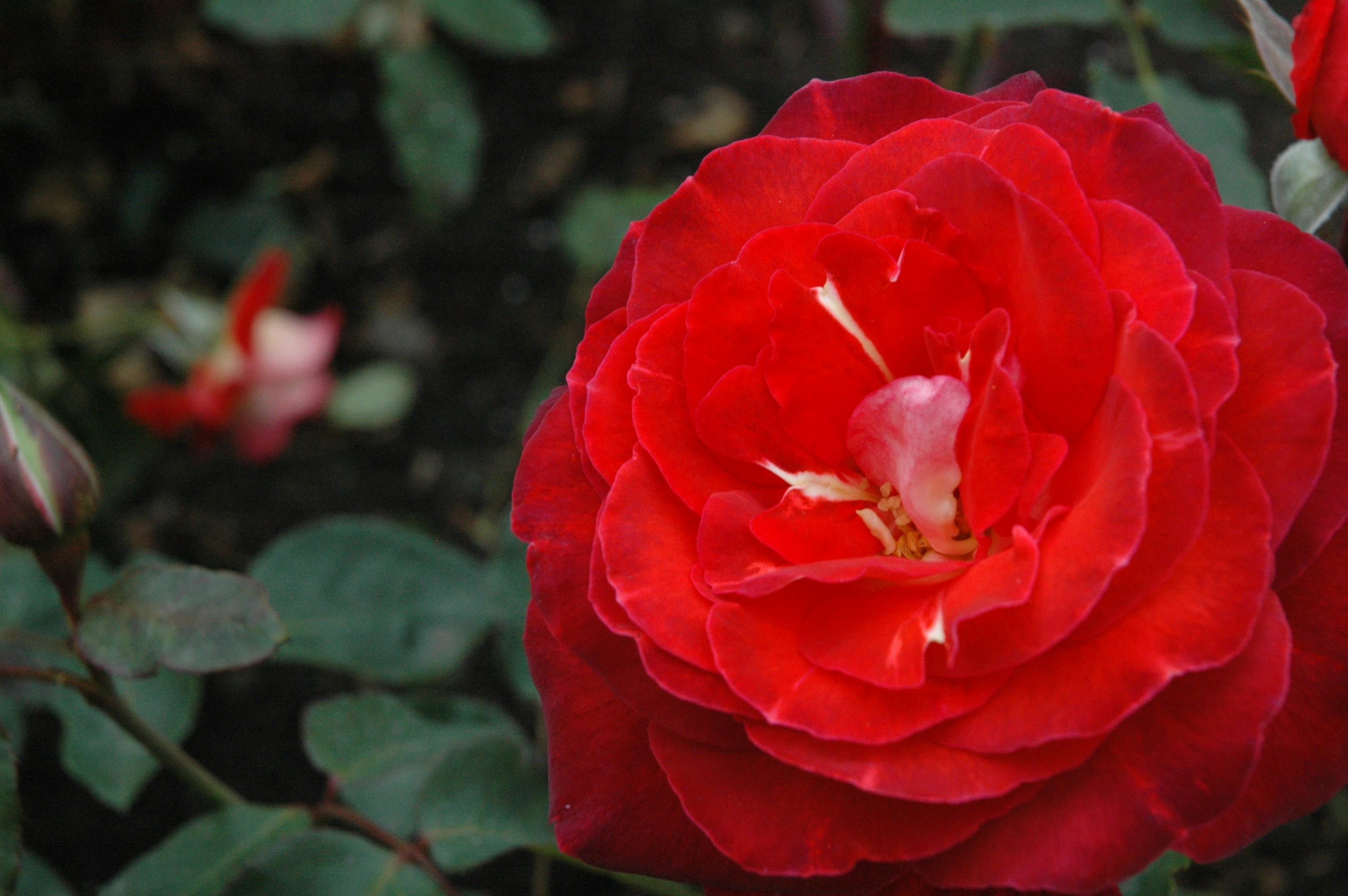 Free Unsplash photo from Catherine Wang