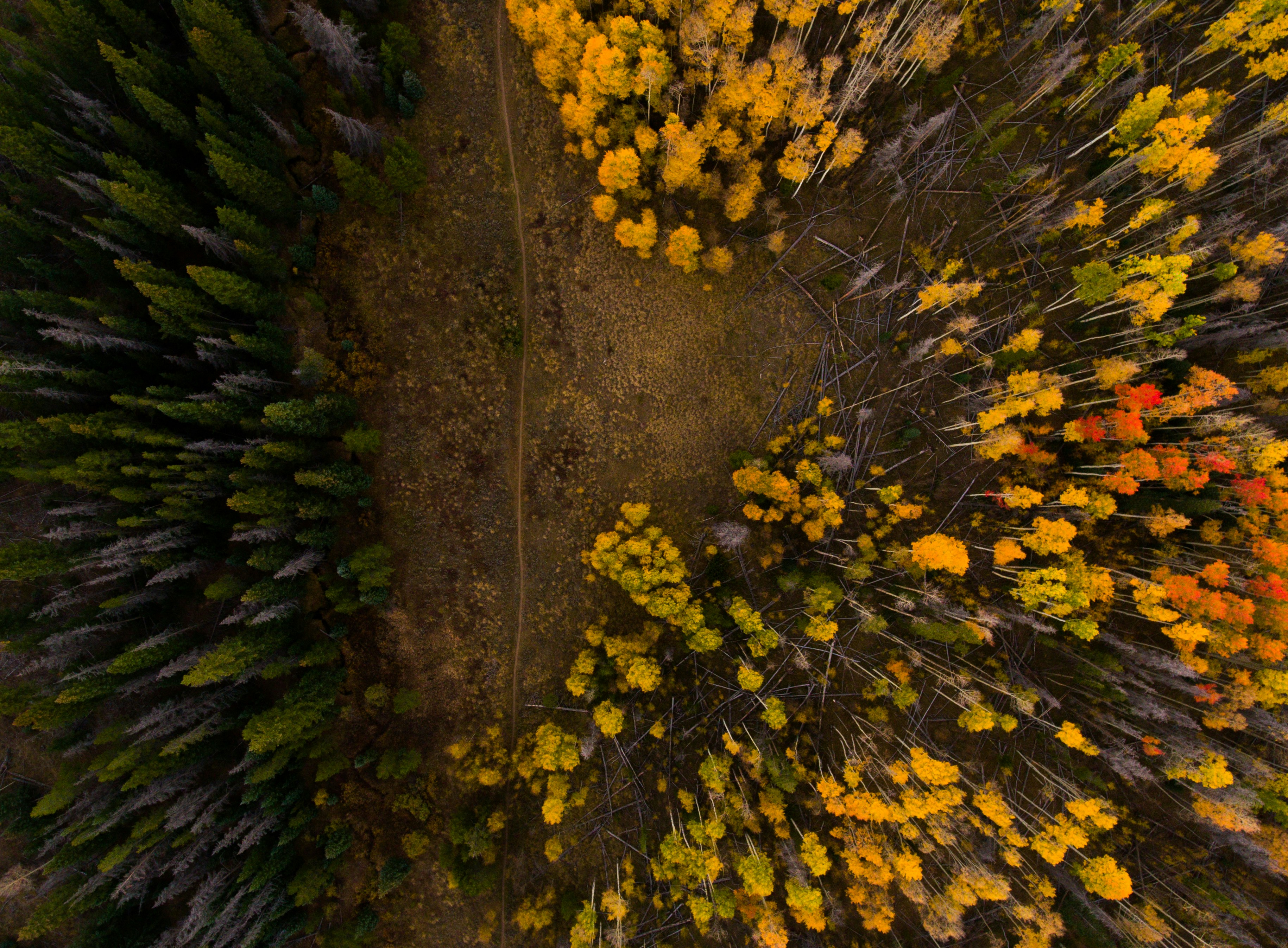 aerial photo of yellow and orange trees, Silverthorne forest from above