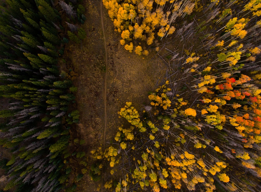 Luftaufnahme von gelben und orangefarbenen Bäumen