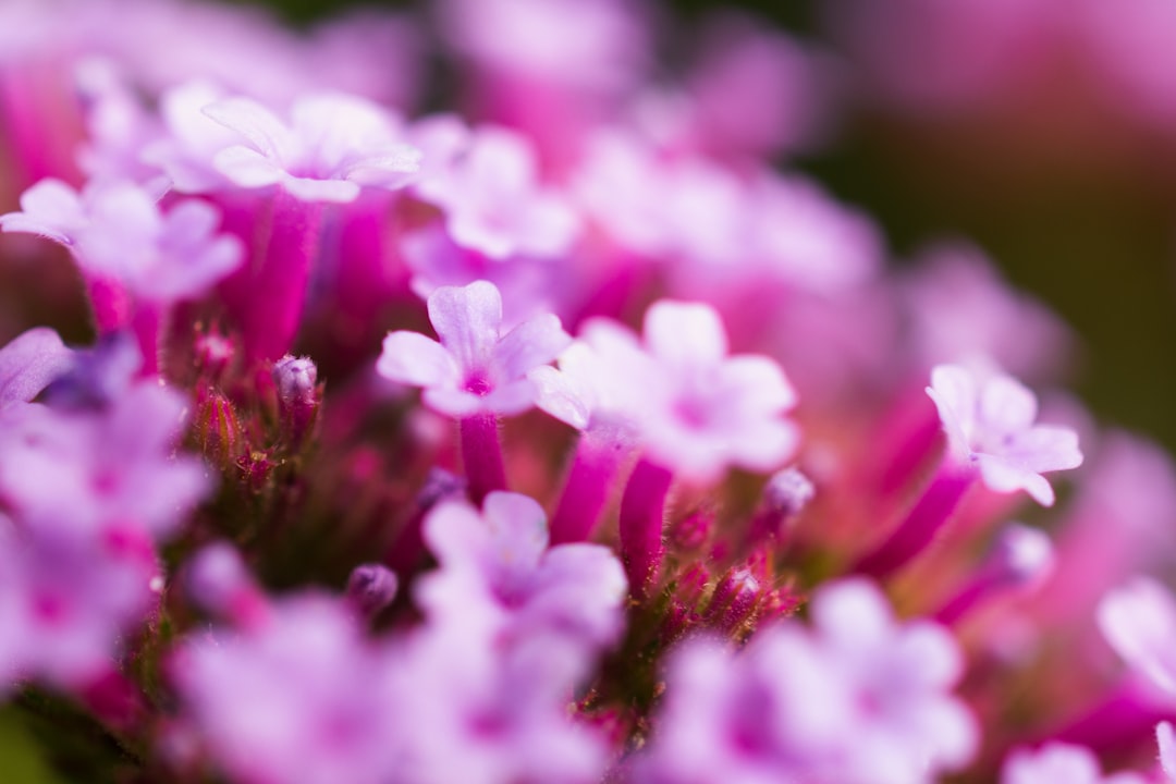 pink-petaled flowers