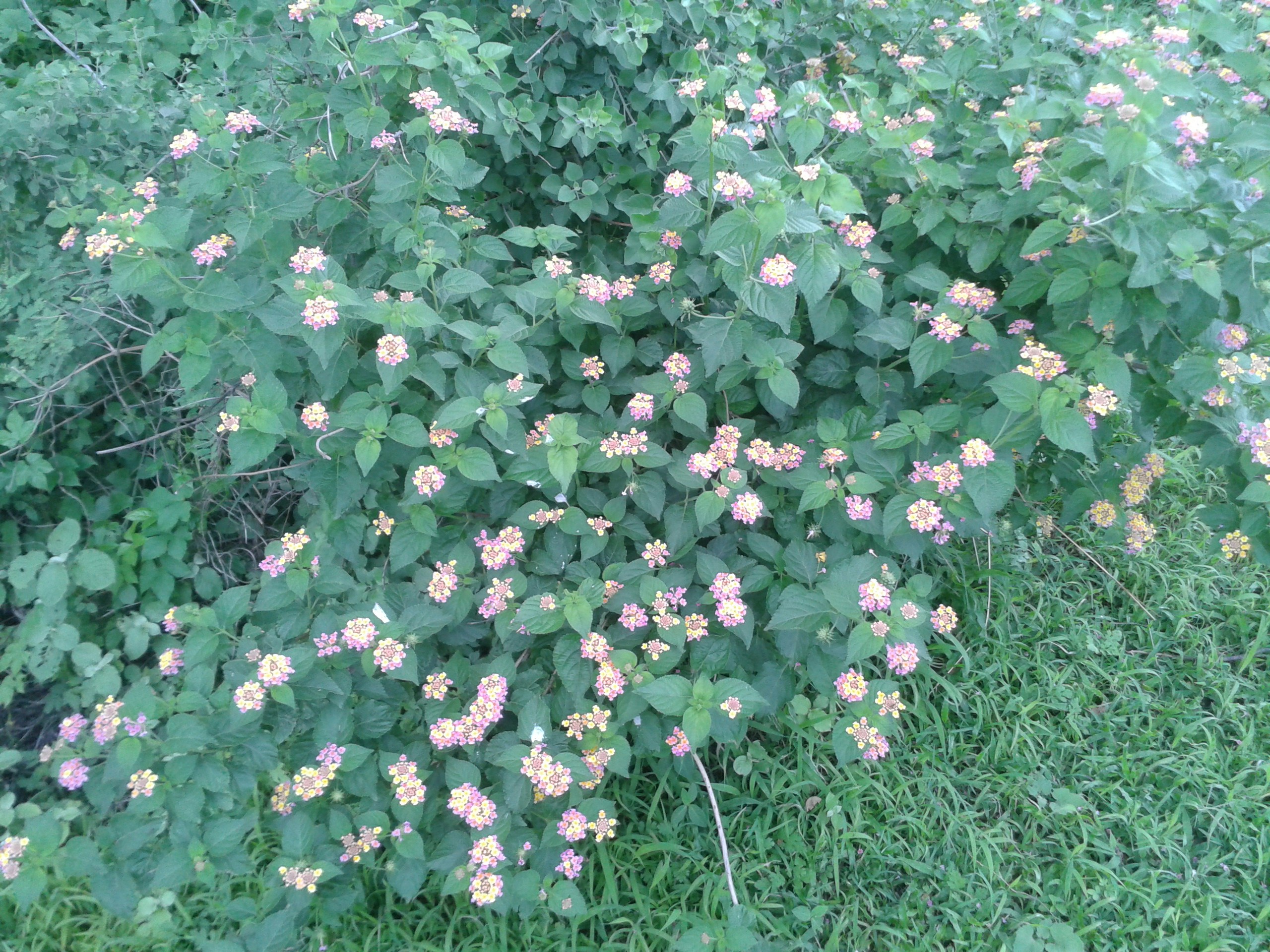 Free Unsplash photo from vithalreddy MB