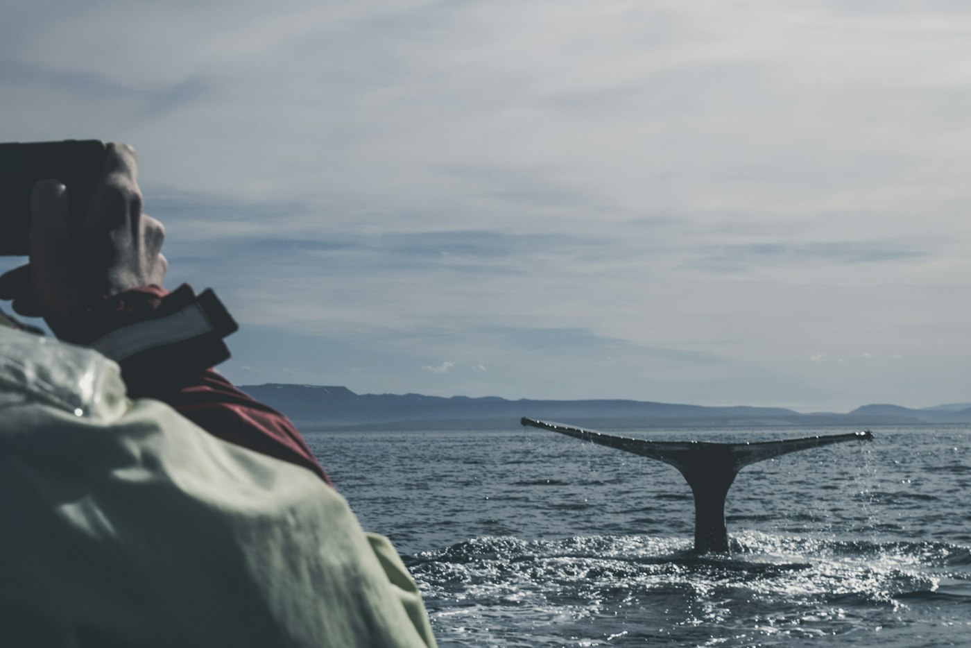Avistamiento de ballenas