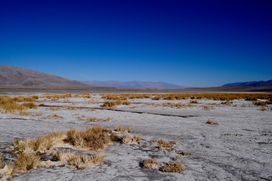 photography of dessert with dried plants in Death Valley United States