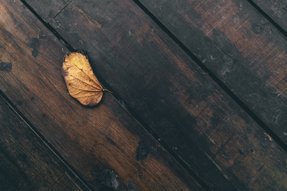 dried leaf on on plank