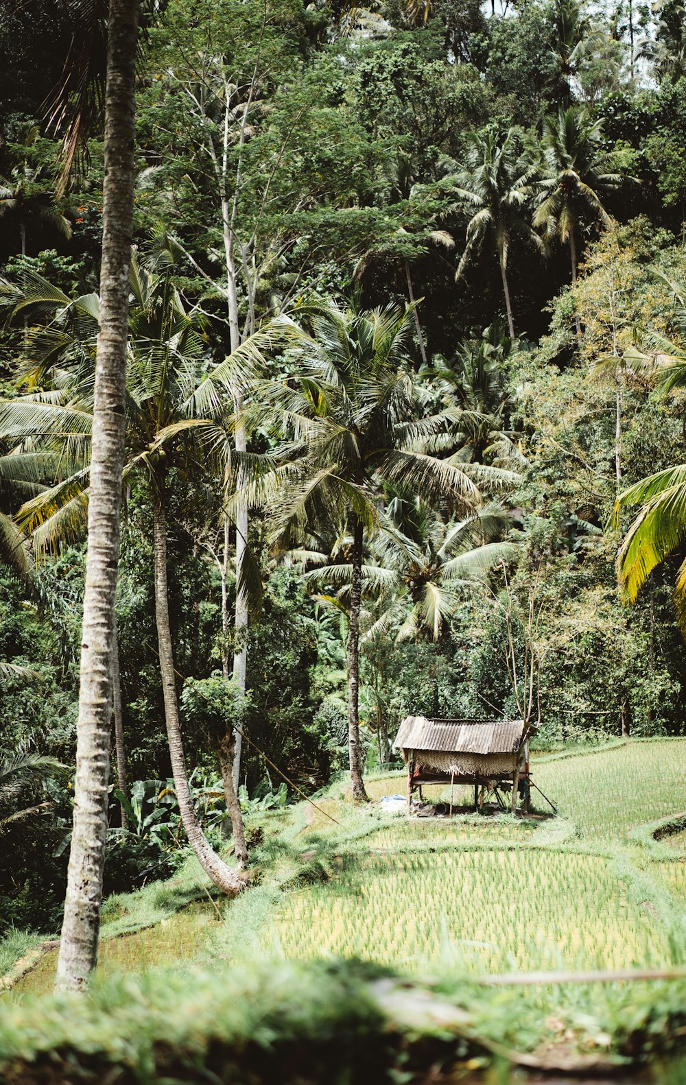 green coconut trees