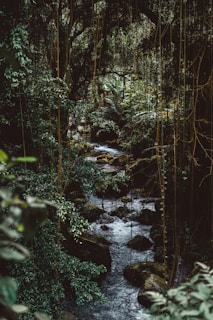 water flowing in forest