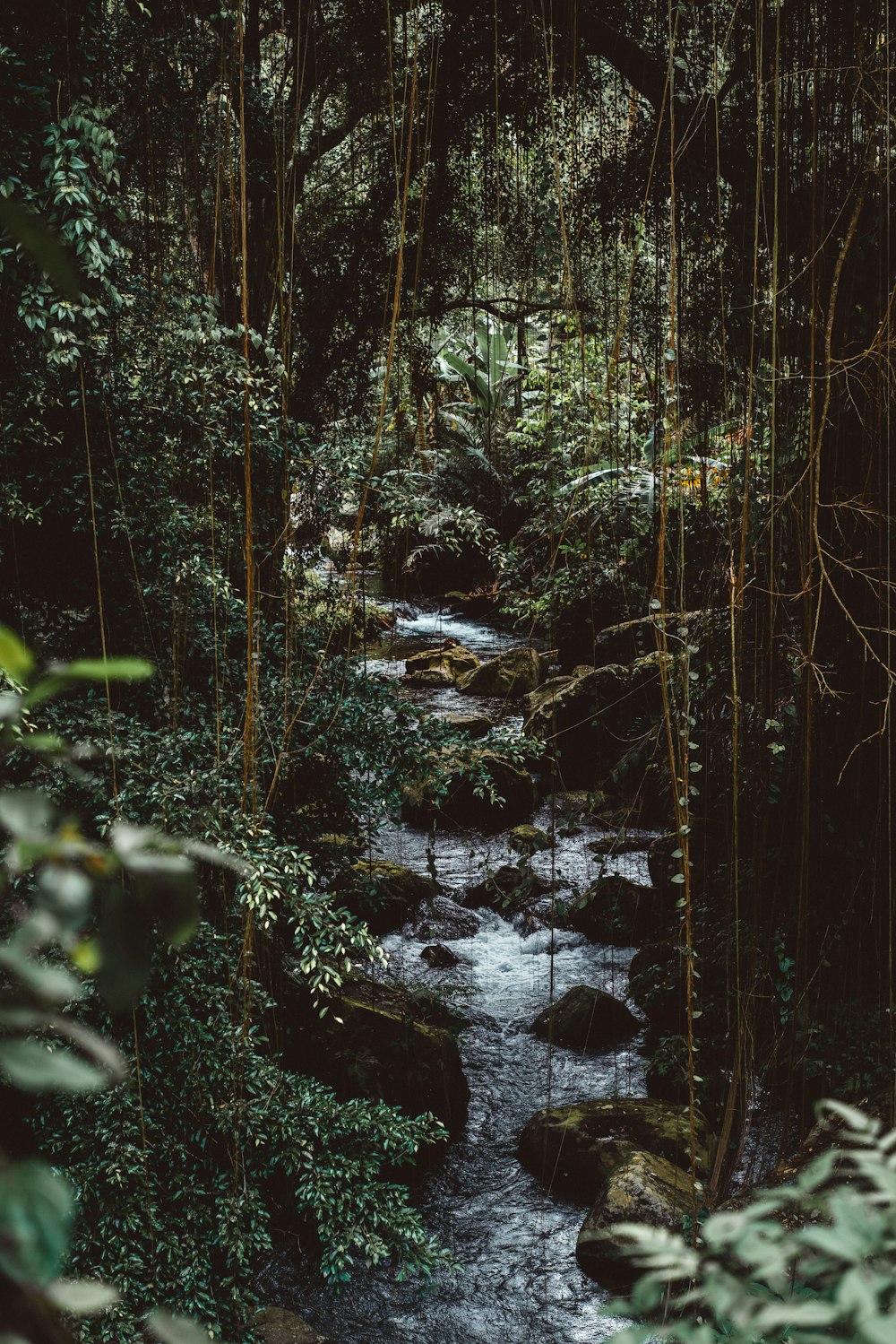 Wasser, das im Wald fließt