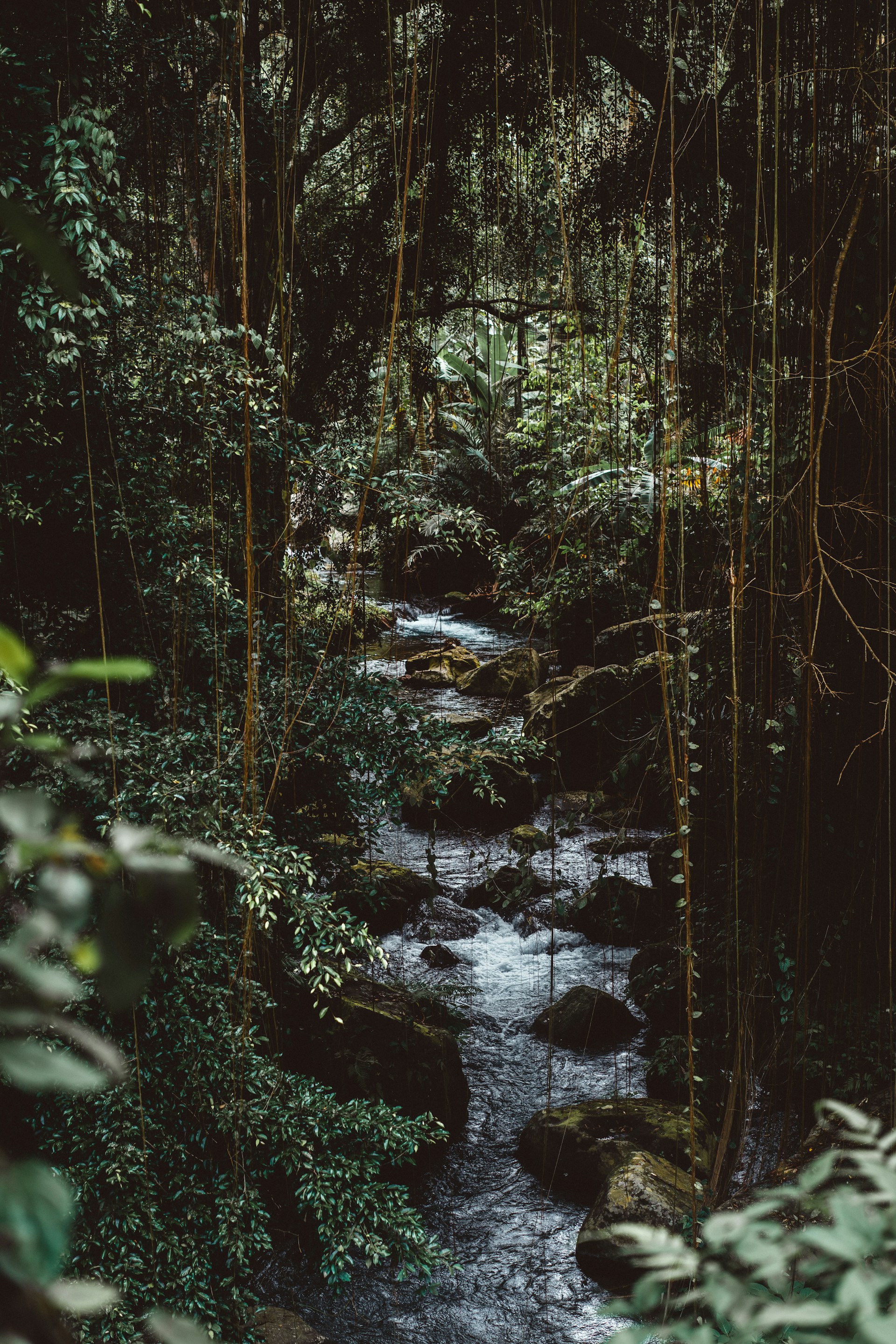 water flowing in forest