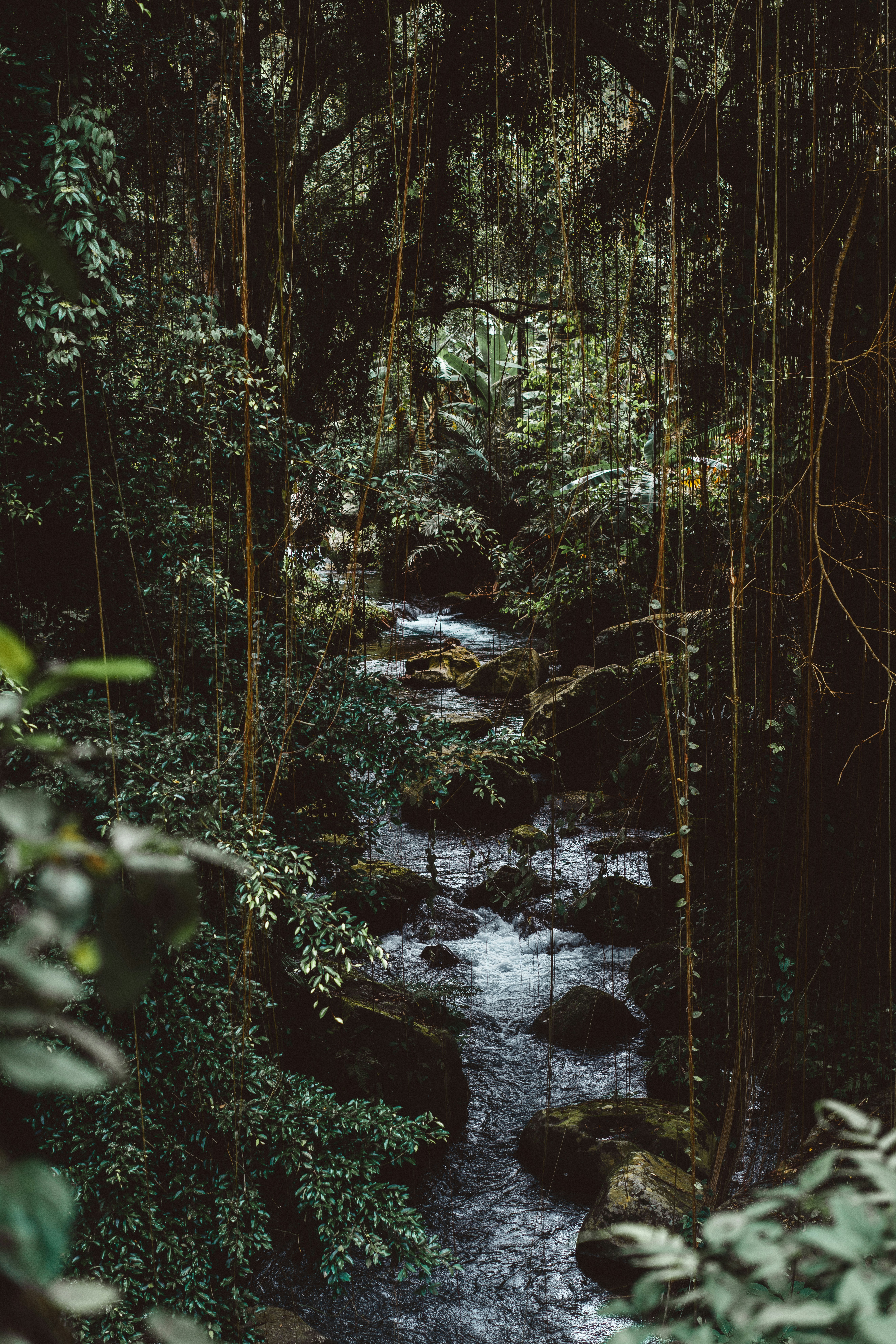 Stream in a green thicket