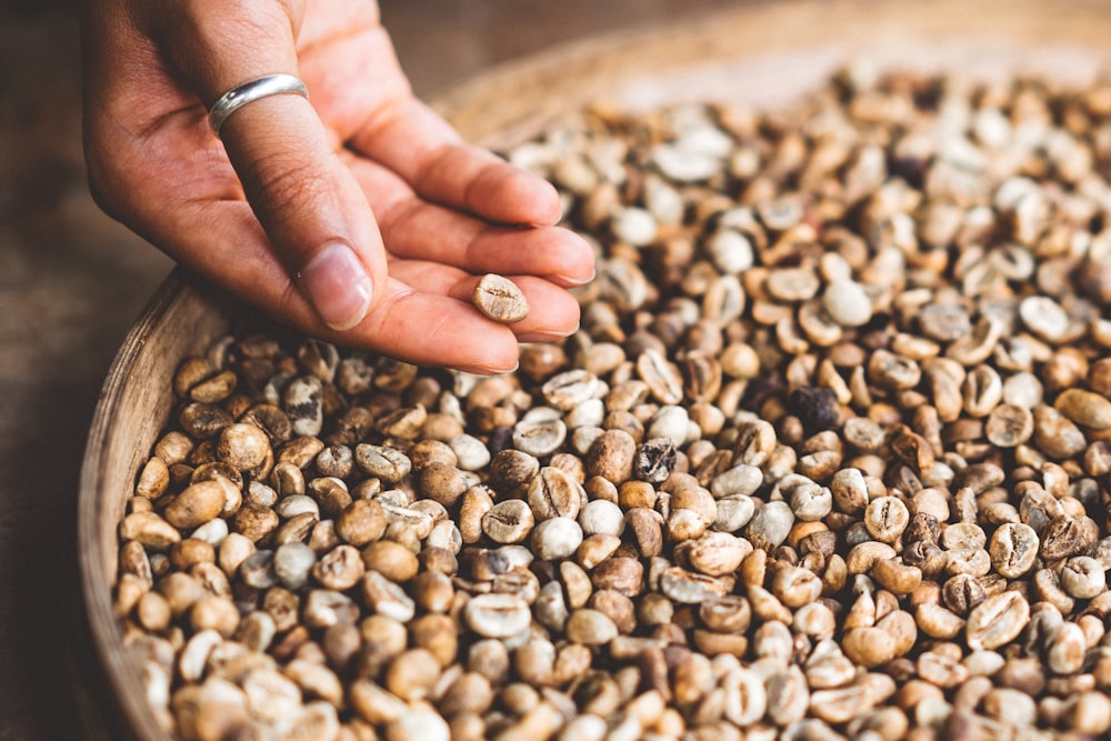 person holding brown seed