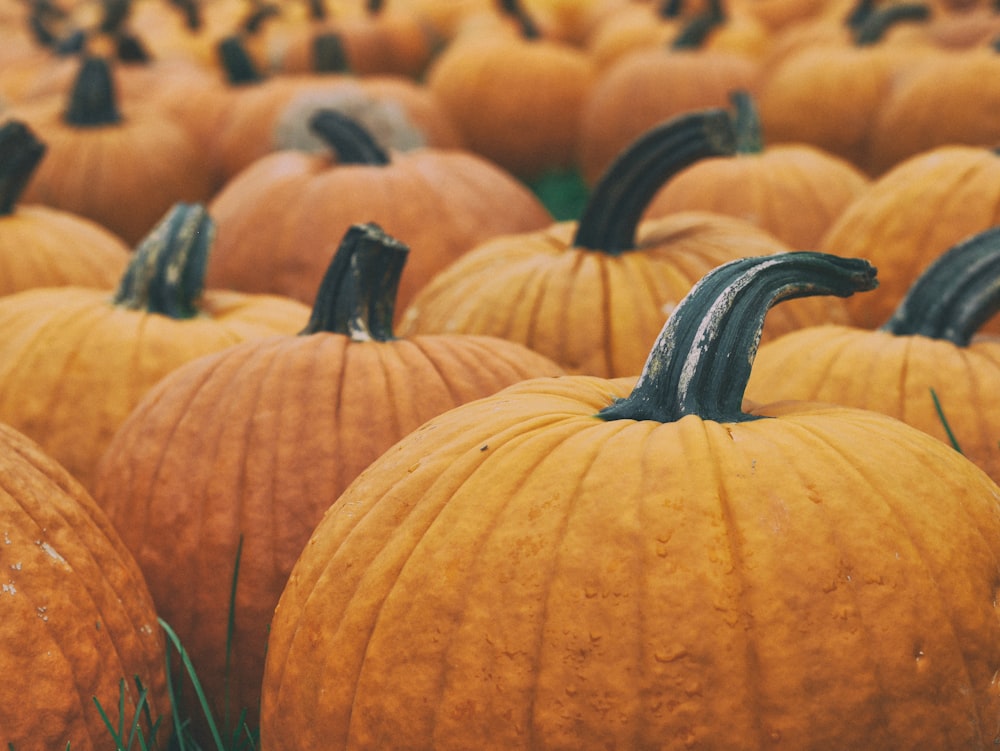 Macro shot of a pumpkin patch.