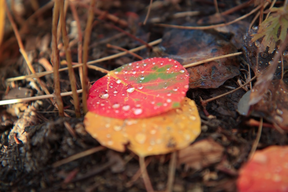 red and white mushroom on brown dried leaves