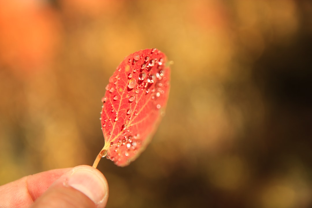 red leaf in macro shot