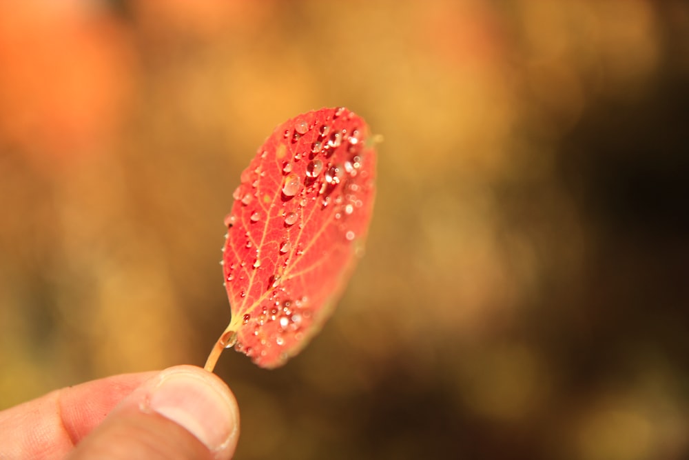 foglia rossa in macro shot