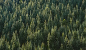 aerial photography of forest