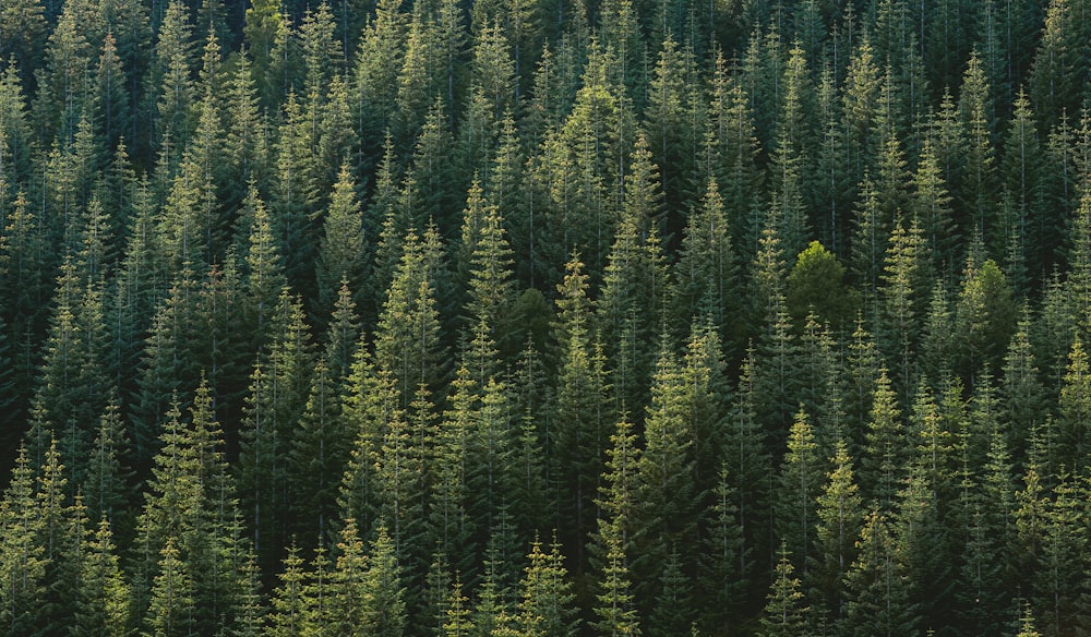 aerial photography of forest