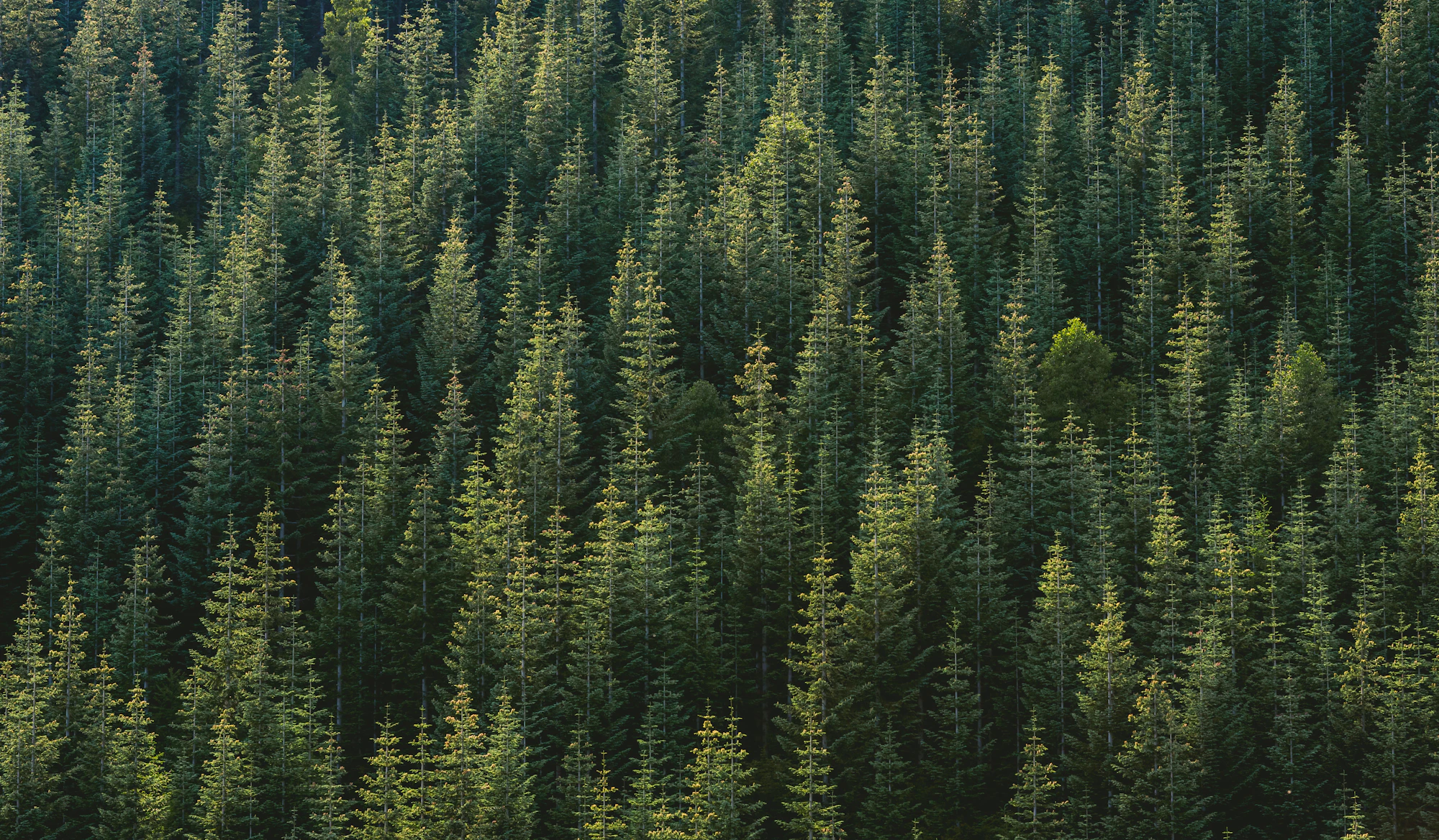 Pine stand at dusk