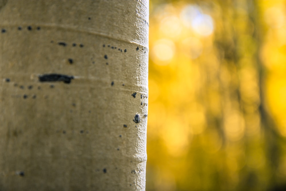 white and black tree trunk