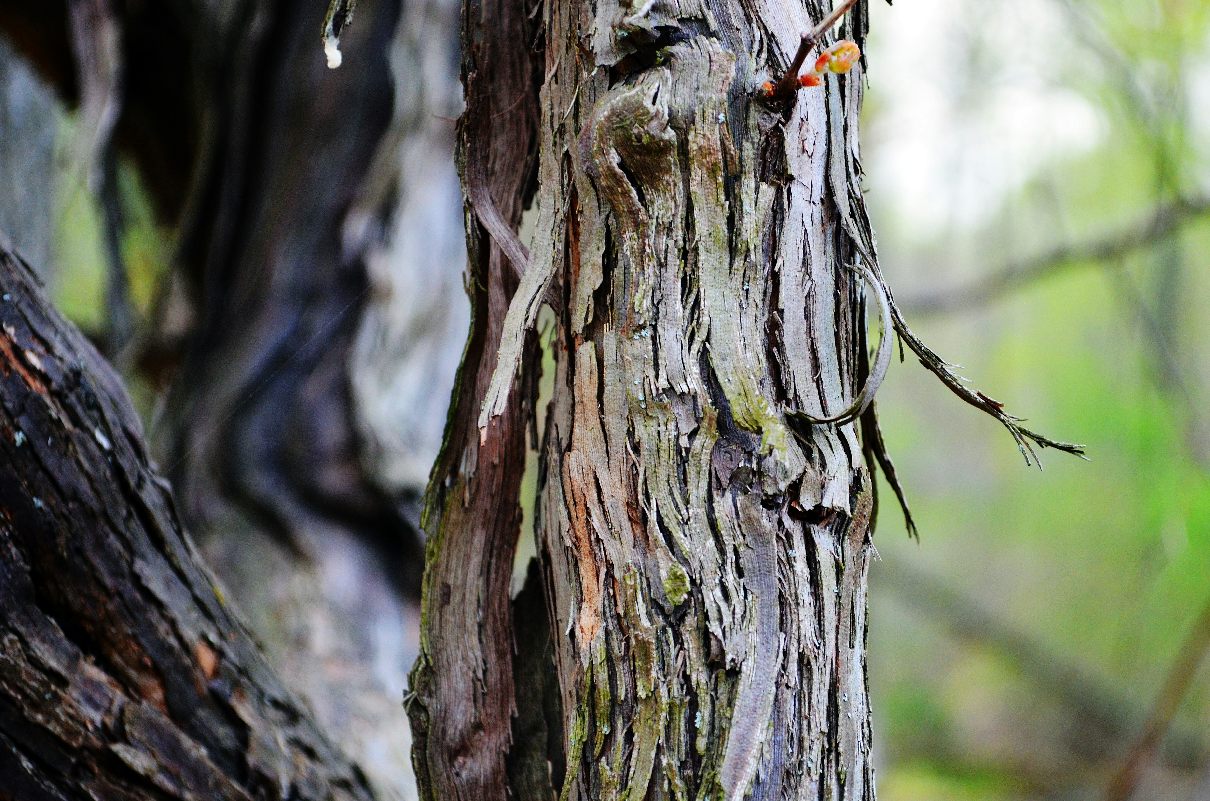 Free Unsplash photo from Angela Cina