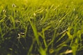 close up photography of grass field