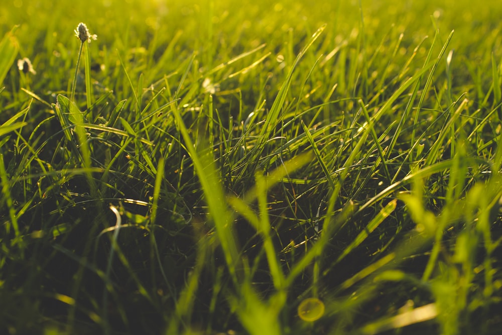 close up photography of grass field
