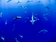group of sharks under body of water