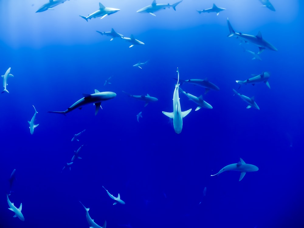 Grupo de tiburones bajo el cuerpo de agua