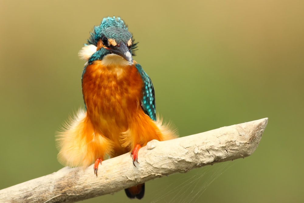 teal and brown bird perched on white stick