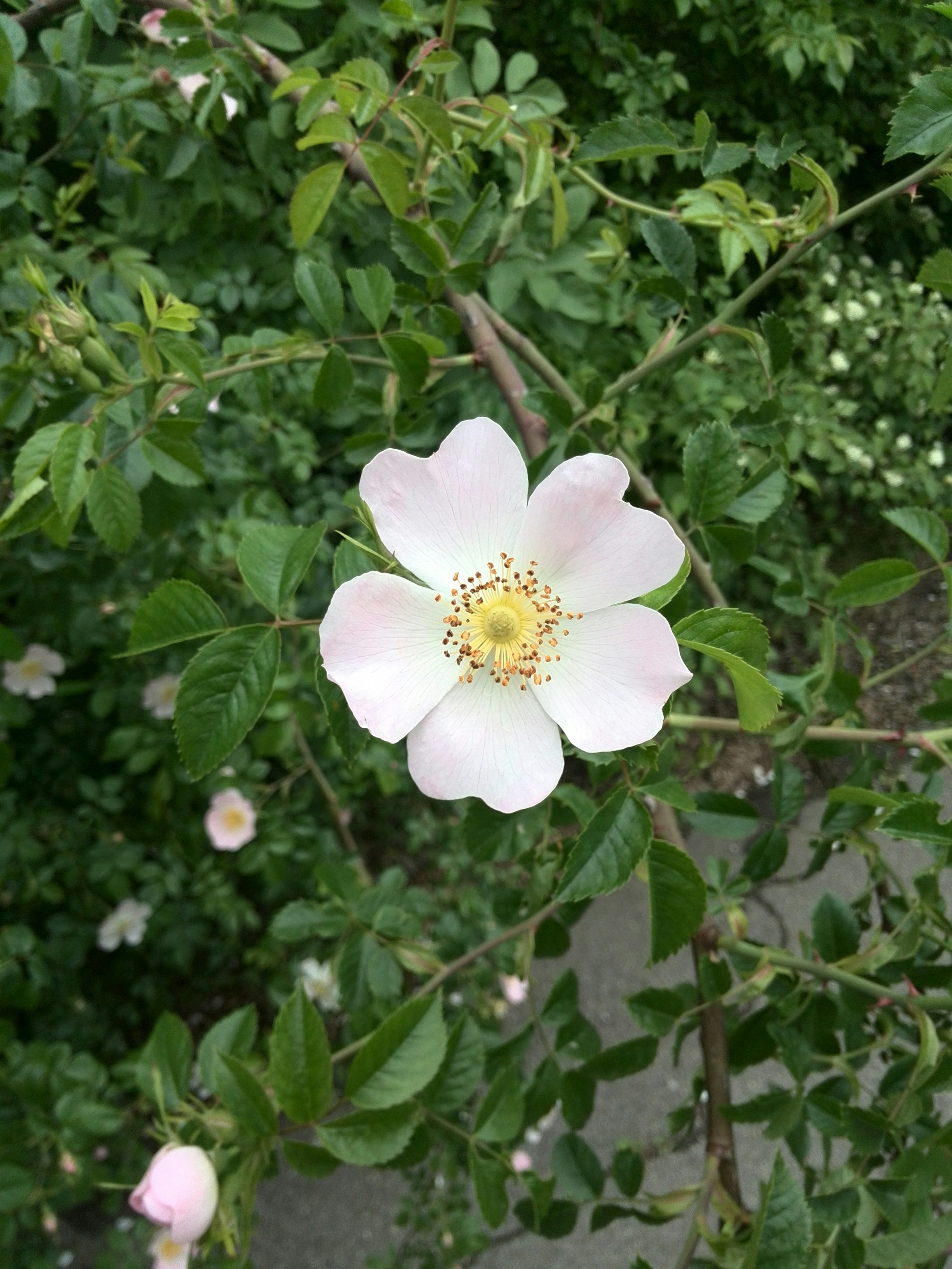 Шиповник бесшипный. Куст похожий на розы. Шиповник white grootendorst. Шиповник бесшипный. Куст похожий на розы.