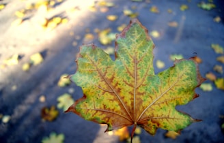 A large maple leaf with shades of green, yellow, and brown is held close to the camera. The background is a slightly blurred pavement covered with scattered, out-of-focus leaves.