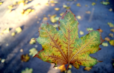 A large maple leaf with shades of green, yellow, and brown is held close to the camera. The background is a slightly blurred pavement covered with scattered, out-of-focus leaves.