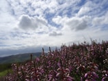 A scenic shot of wild heather blooming on the hills of El Bierzo under soft sunlight.