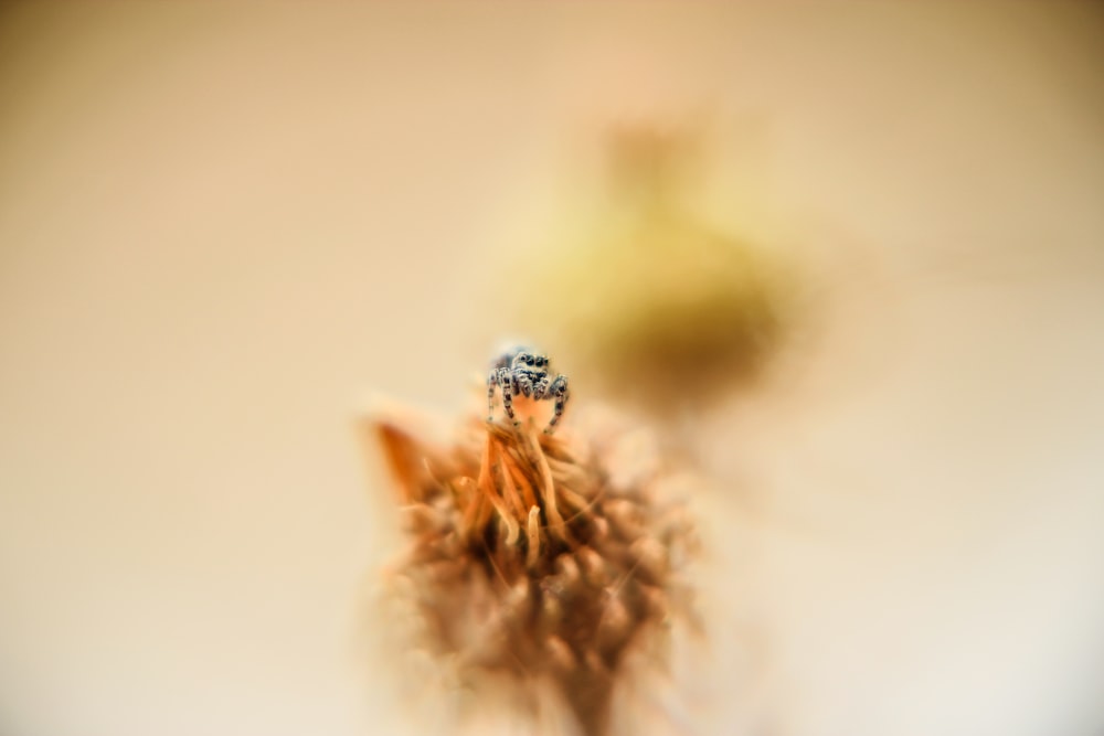 Foto de enfoque selectivo de abeja posada en flor
