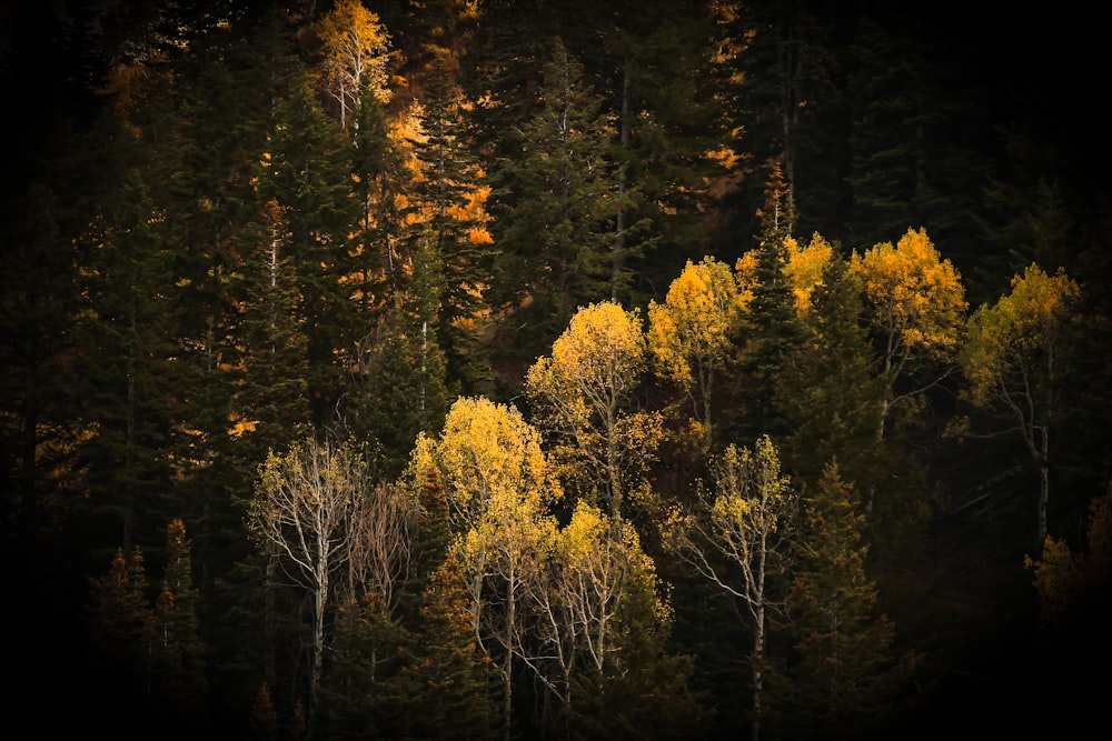 green trees and plants