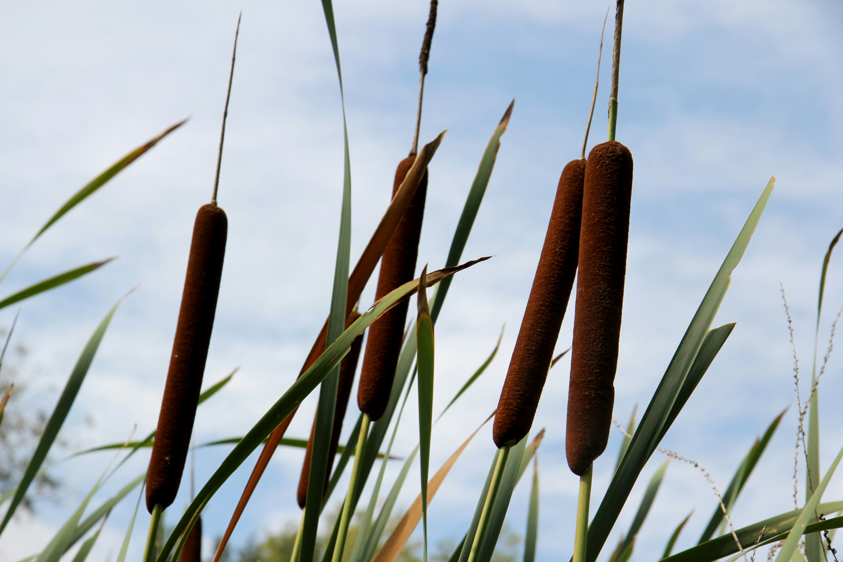 Free Unsplash photo from Cel Tico Petit