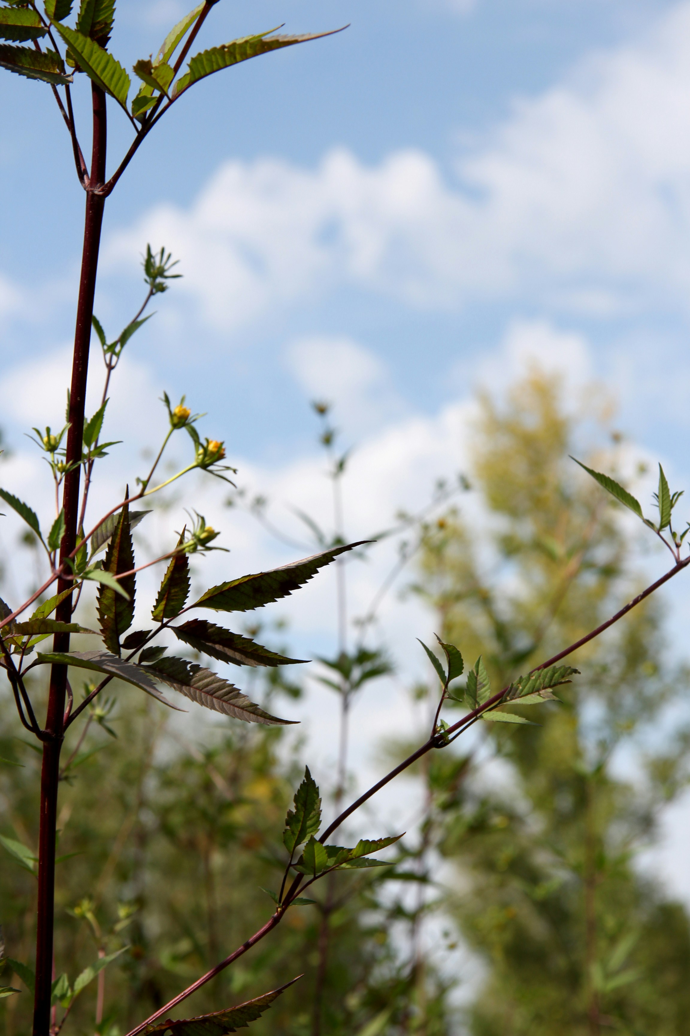 Free Unsplash photo from Cel Tico Petit