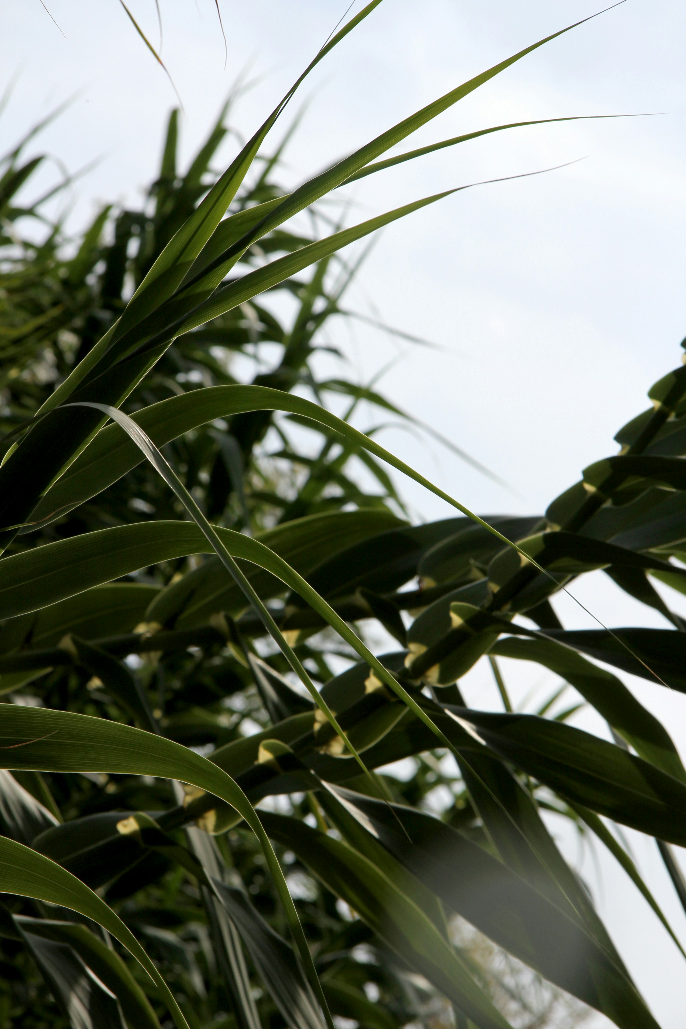 Free Unsplash photo from Cel Tico Petit