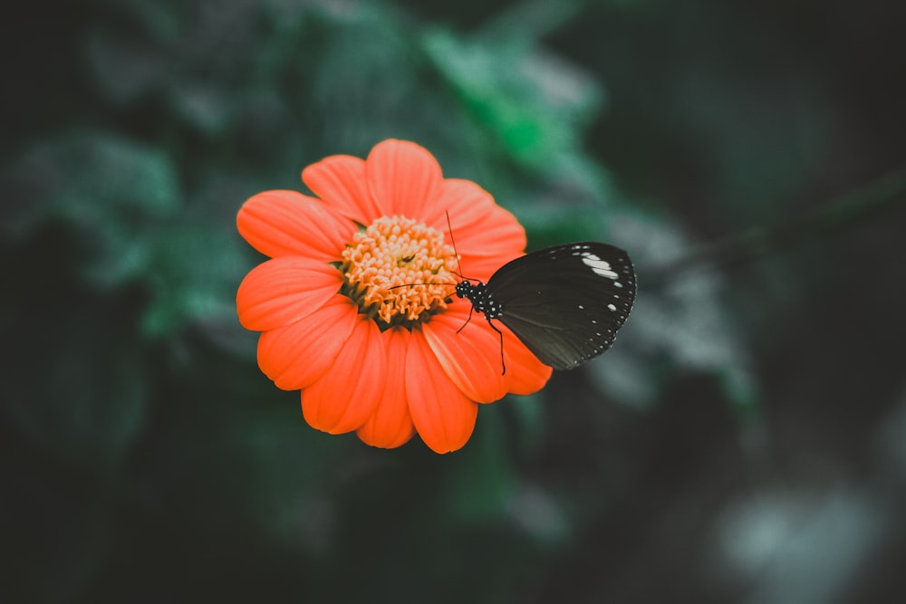 オレンジ色の花に黒い蝶
