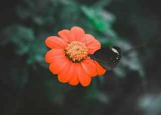 black butterfly on orange flower