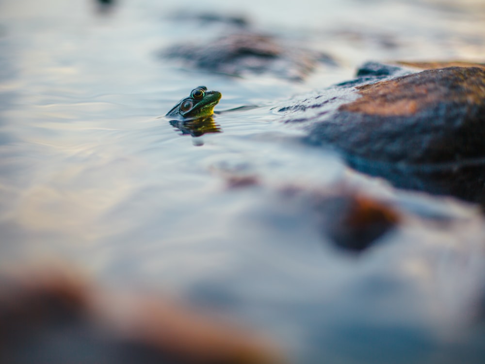 halb eingetauchter grauer Frosch auf Wasser, umgeben von Felsen