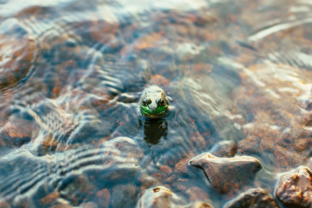 une petite bouteille flottant au-dessus d’un plan d’eau