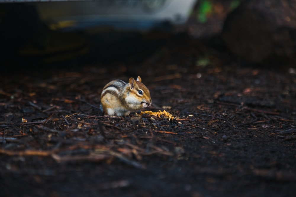 a small squirrel eating a piece of food