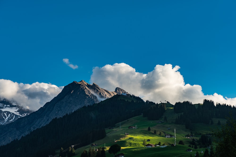 landscape photography of trees and mountains