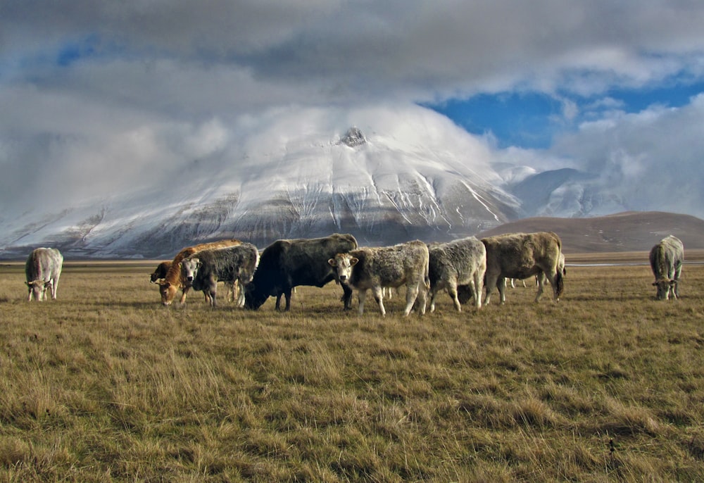 herd of cows eating grass